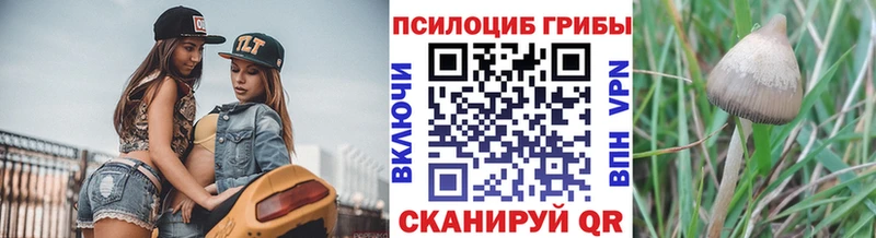 Галлюциногенные грибы Psilocybine cubensis Старица